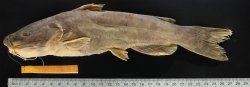 Ictalurus nazas