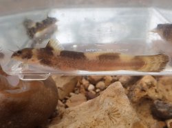 Noturus fasciatus - Click for species page