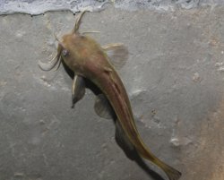 Noturus gyrinus