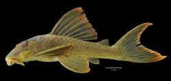 Ancistomus cf. snethlageae