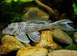 Ancistomus snethlageae - Click for species page