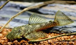 Ancistrus aguaboensis - Click for species page