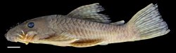 Ancistrus amaris