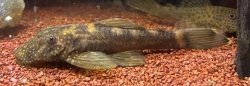 Ancistrus brevipinnis - Click for species page
