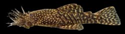 Ancistrus caucanus - Click for species page