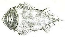 Ancistrus caucanus