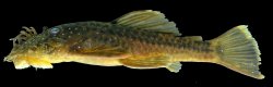 Ancistrus kellerae - Click for species page