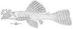 Ancistrus lineolatus