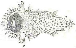 Ancistrus lineolatus