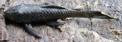 Ancistrus lithurgicus - Click for species page