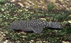 Ancistrus sp. (3)