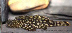 Ancistrus sp. (L309) - Click for species page