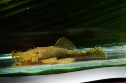 Ancistrus sp. (L504) - Click for species page