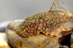 Ancistrus sp. (L505) - Click for species page