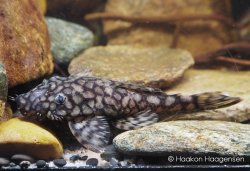 Ancistrus sp. (L519) - Click for species page