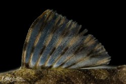 Ancistrus sp. (L519)