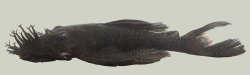 Ancistrus sp. `NHAMUNDA` - Click for species page