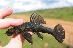 Ancistrus taunayi - Click for species page