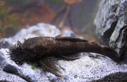 Ancistrus temminckii - Click for species page
