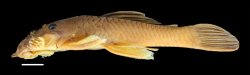 Ancistrus yutajae - Click for species page