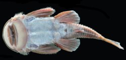 Andeancistrus platycephalus