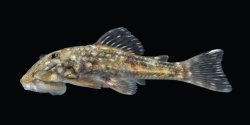 Andeancistrus platycephalus