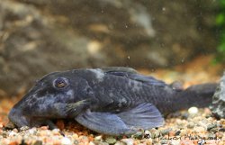 Baryancistrus beggini - Click for species page