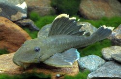 Baryancistrus chrysolomus - Click for species page