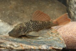 Chaetostoma aff. lineopunctatum - Click for species page