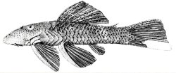 Chaetostoma lineopunctatum