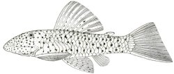 Chaetostoma milesi