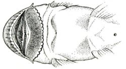 Chaetostoma milesi