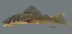 Chaetostoma orientale - Click for species page