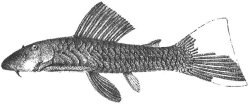 Chaetostoma palmeri