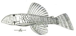 Chaetostoma platyrhynchus