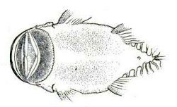 Chaetostoma platyrhynchus