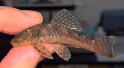 Chaetostoma sp. (6)