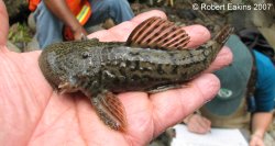 Chaetostoma spondylus - Click for species page