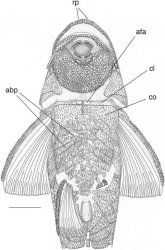 Curculionichthys insperatus