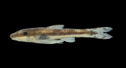 Curculionichthys itaim