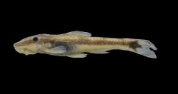 Curculionichthys tukana - Click for species page