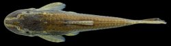Epactionotus gracilis