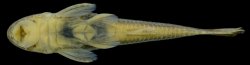 Epactionotus gracilis