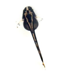 Farlowella platorynchus