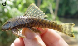 Guyanancistrus brevispinis