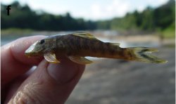 Guyanancistrus brevispinis