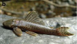 Guyanancistrus brevispinis