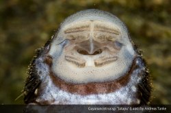 Guyanancistrus sp. (L490)