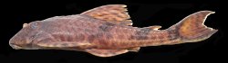 Hemiancistrus furtivus - Click for species page