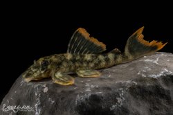 Hemiancistrus guahiborum - Click for species page